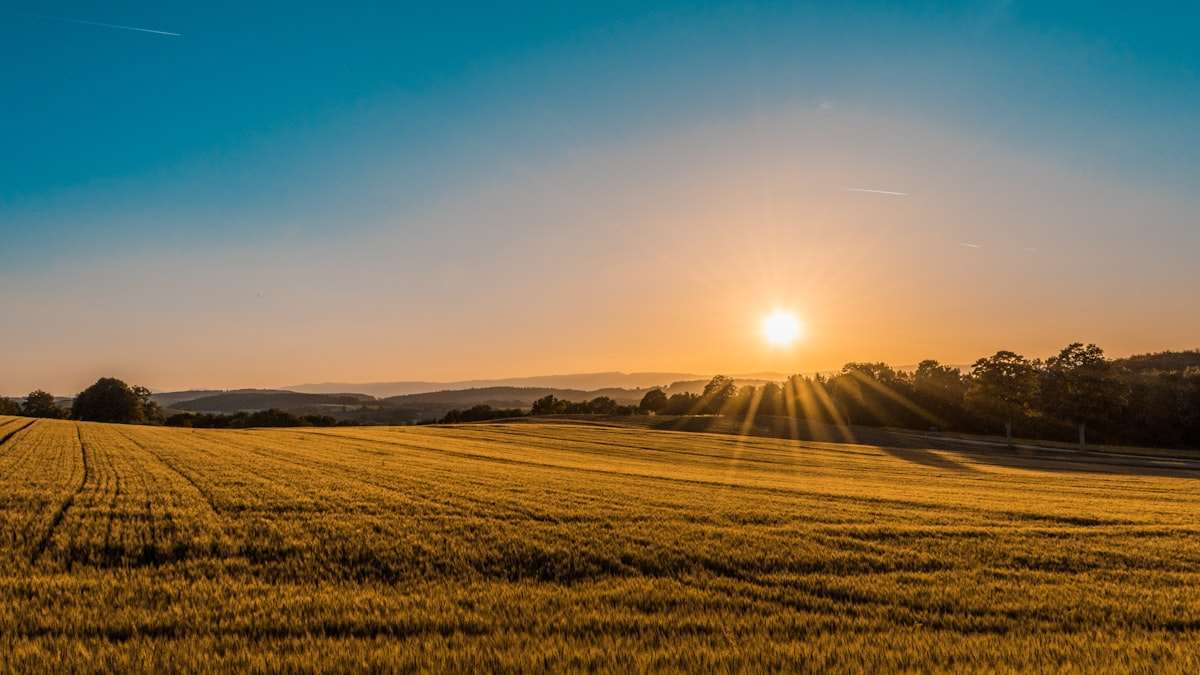 Golden field of crops under a wide southern-hemisphere sky